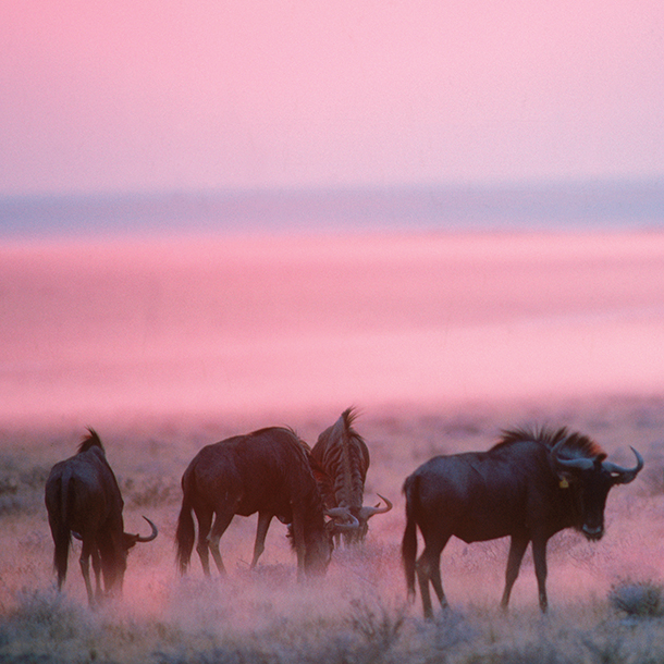 Wildebeests grazing in Namibian desert